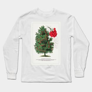 Mountain Ash tree lithograph (1900) Long Sleeve T-Shirt